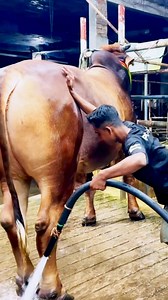 This bathing scene is an irrefutable proof of how happy and enjoyable a 1.1 ton (approximate) Res Sahiwal cross bull is. | SUMON’S CATTLE