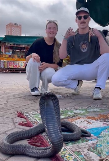 🐍🐍 #nothingbeatsajet2holiday #cobra #fyp @Zanda @katieghughes