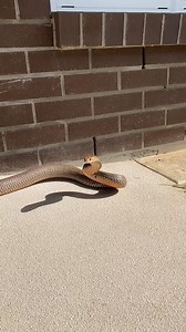 1.3M views · 13K reactions | The Brown Snakes keep getting bigger and...