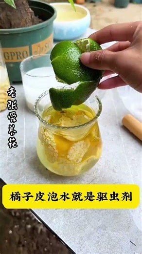 Revolutionary Potash Fertilizer: Use Rice Washing Water for Flower Growth