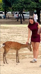 Foreign Tourists Meet Japan's Lovely Deer 🦌 ✨| Amazing Nara Park Experience🇯🇵✨# #narapark