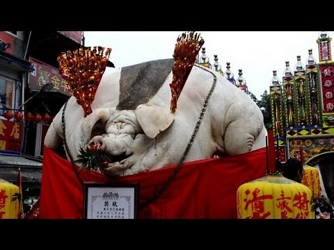Pigs force fed until obesity in Taiwan ritual
