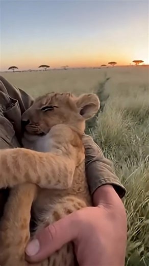 @pawfectmomet on Instagram: "Yamato, a seasoned explorer whose heart belonged to the frosty peaks and silent expanses of Alaska, found himself in a world utterly alien to him: the vast, sun-baked plains of the African savanna. The air, thick with the scent of dry grass and distant dust, was a stark contrast to the crisp, pine-scented breezes he was accustomed to. He’d traded his snowshoes for sturdy hiking boots and his parka for lightweight, breathable gear, ready to document the magnificent wi