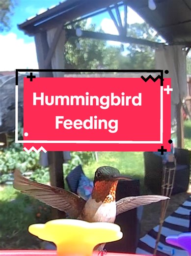 Hummingbird Feeding Tips for Bird Lovers