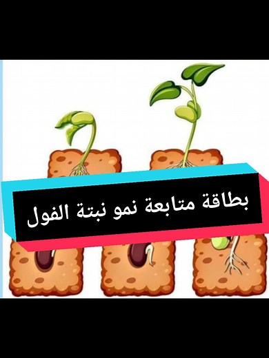 مراحل نمو نبتة الفول مع آمنة