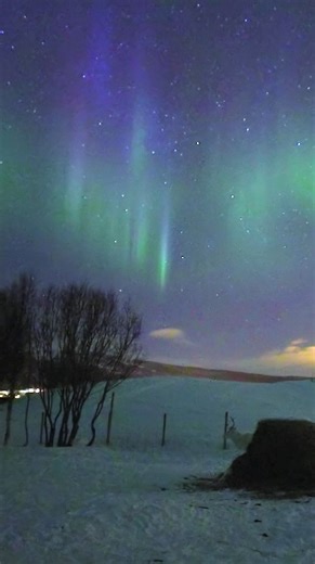 Reindeer chase under blue and purple aurora | Aurora Borealis Observatory