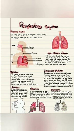 Respiratory system physiology and anatomy