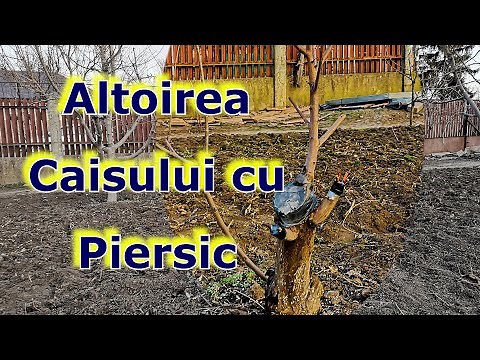Altoirea Caisului cu Piersic (Supra altoirea)