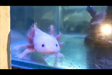 Axolotl Salamander Fish | Pokemon Mudkip - video Dailymotion
