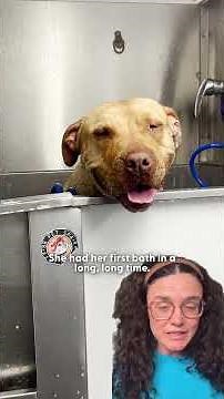 Abandoned Pittie Was Crying For Help — But Wouldn’t Leave Her Friend Behind | The Dodo