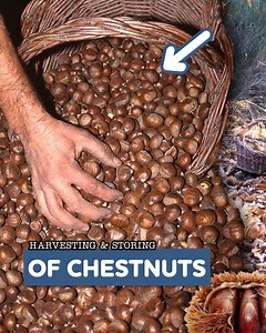 29K views · 566 reactions | Chestnuts Harvesting, Preservation and Processing | Eugenio Monesma Documentaries | Facebook