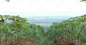 cassava fields, cassava trees growing