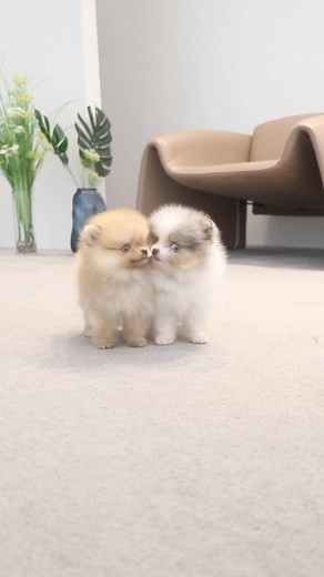 Besties 4Life 💕🐾 Just two tiny teacup Pomeranian beauties hanging out 👯‍♀️ . . . #pomeranian #pomeranianofinstagram #pompuppy | Foufou's Teacup Puppies