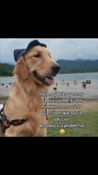 Perdón Dukito pero vos nos solucionaste la vida bebito 🐶🤎 #duko #goldenretriever #dogtok #golden #perrums #goldenretrieverpuppy #goldenretrieverlife