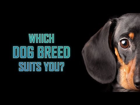 Which Dog Breed Suits You?