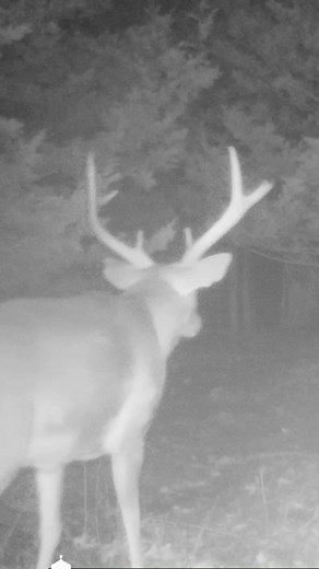 Ugly Buck contest! Comment with a pic or video of the ugliest Buck you have on camera this season! I’ll start with this gnarly old Kansas buck. The question is… would you shoot him? #uglybuckcontest | Dave Skinner