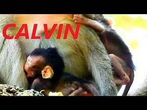 Pity Calvin Baby Monkey Scream To Beg Milk CASI | Newborn Babies Monkey