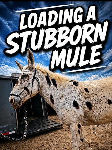 Pressure and release just needed a few adjustments to make it clear. . This is performed by a professional—please don’t attempt what you see in this video without proper experience and supervision. . #MuleReels #MuleTraining #stubbornmule #deserthorsetrainer #TrailerLoading