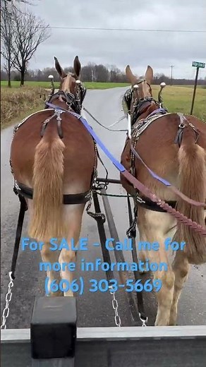 The draft mule team everyone loves is For Sale #workmule #mule #drafthorses