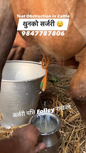 Teat Surgery 😲😲 #foryoupageシ #baglungmuser #GandakiProvince #kusmaparbat #baglungkalika #Myagdi #Parbat #MustangPride #veterinary #pokhara | बाग्लुङ्ग पशु उपचार सेवा