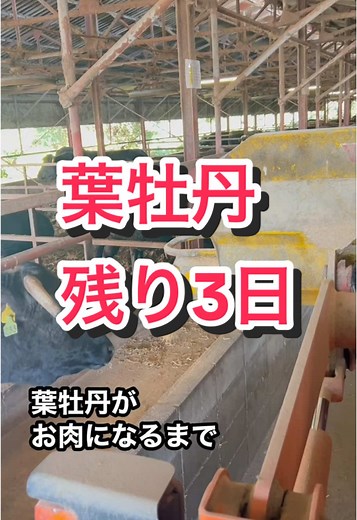 葉牡丹くんがお肉になるまで 「残り3日」🐃🎓 2024/11/25 屠畜予定 #和牛ティーチャー #和牛 #但馬牛 #神戸牛 #畜産 #牧場 #牛飼い #葉牡丹の成長記録