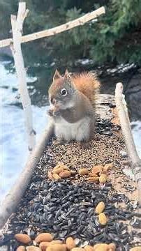 The red squirrel found the bird feeder 🥜 #asmr #birds #asmrsounds #nature #wildlife #squirrel irrel