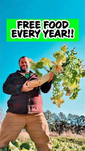 Why Daikon Radishes Are Great Cover Crops!