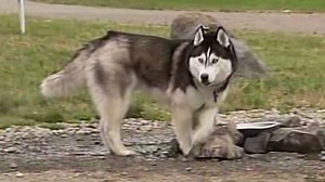 State's new problem: Stoned dogs