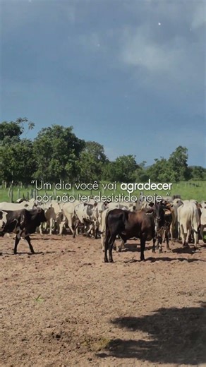 #motivacional #pecuarista #farm #fazenda