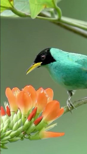 Charming Green Honeycreeper Enjoying Nectar | Nature’s Living Jewel #amazingbirdw