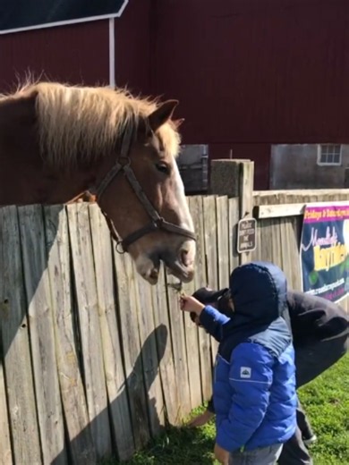 @horsevideotiktok ✨ Top viral horse moments 🐎 Credits: @veryfunnyjoke I #horse #horses #horsevideo