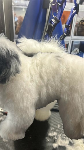 The Havanese has a long, silky, low-shedding coat that requires regular grooming to prevent tangles and matting. Owners should brush the coat at least 3–4 times per week, or daily for longer, full coats. Professional grooming every 4–8 weeks helps maintain coat health and manage length. Routine care includes regular bathing, gentle detangling, trimming around the eyes and paws, and keeping ears clean to prevent infections. Because their hair grows continuously, Havanese also need consistent nail