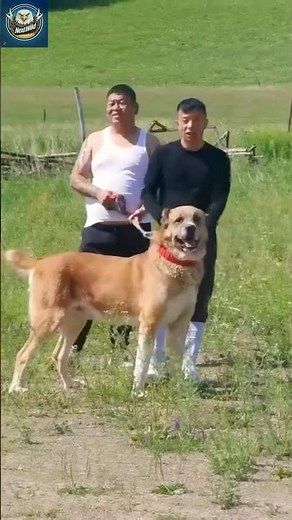 Alabai Dog in Beast Mode | The Fiercest Guardian Ever Seen