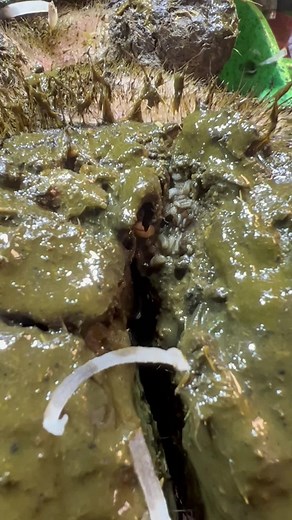 Cow Hoof Cleaning: Removing Maggots and Infections