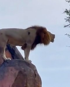 2M views · 10K reactions | Simba, is that you? 女 | UNILAD | Facebook