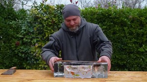 What happens when you cook the vampire of the fish world