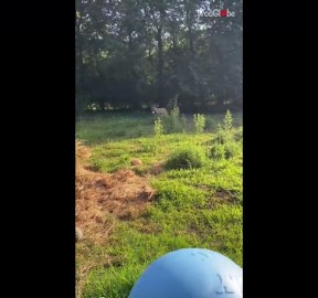 Playful donkey loves to throw around its newest jolly ball *Hilariously Cute*
