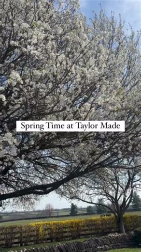 Spring has SPRUNG at #TaylorMade. Happy first official day of Spring! ☀️🌱🐴🌷 #TaylorMadeFarm #SpringTime | Taylor Made Farm
