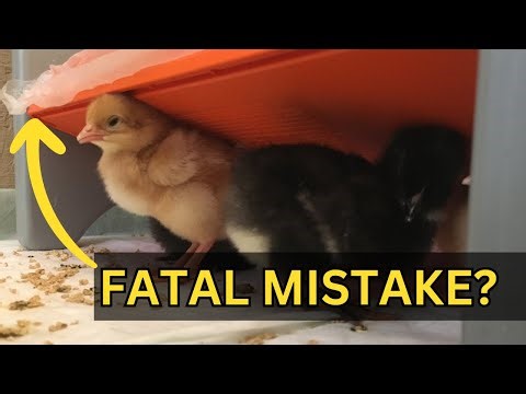 Do shipped chicks need heat lamps NOT brooder plates?