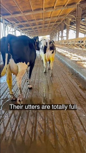 #farming#cow#full#udder#milk#shortvideo