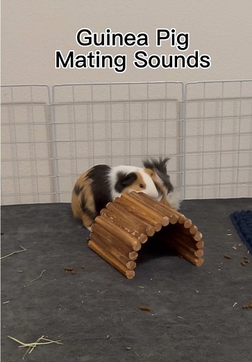 Guinea Pig ASMR: A Relaxing Experience