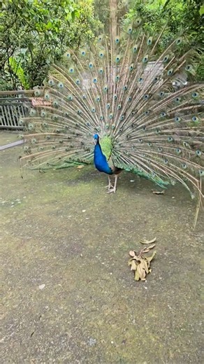 藍孔雀Blue Peafowl/Taipei Zoo