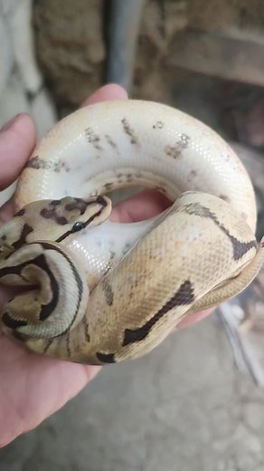 Fire spider #ballpythonphilippines | Ball Phyton Philippine