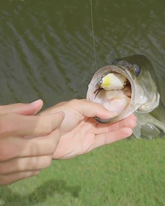 Topwater Frog Fishing! | Kickin Their Bass TV