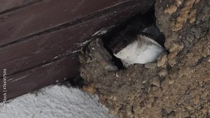 Swallows learn to fly on each other's backs. Slow motion, close up.