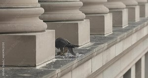 Peregrine falcon eating prey on building