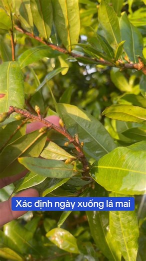 Determining the date for shedding the leaves of the yellow apricot blossom tree.