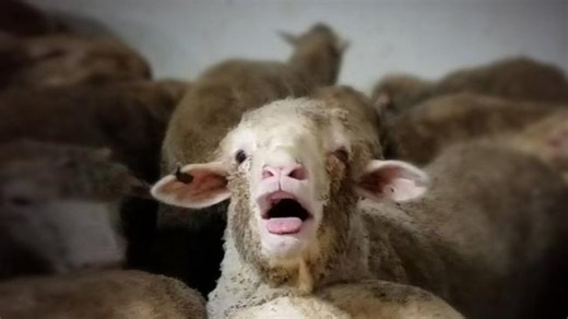‘Horrific’: Labor’s live sheep export ban will lead to ‘perverse animal welfare’