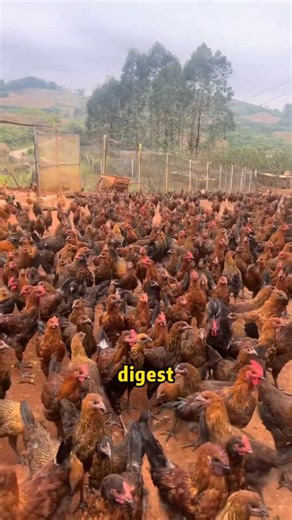 Raise Chickens Like a Pro With 3 Rules