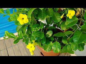 Dipladênia: como plantar e cuidar 90 dias depois